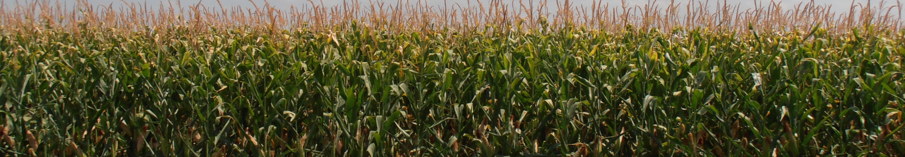 Row of Corn
